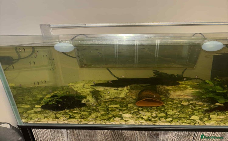Plecos fish - Advert 2