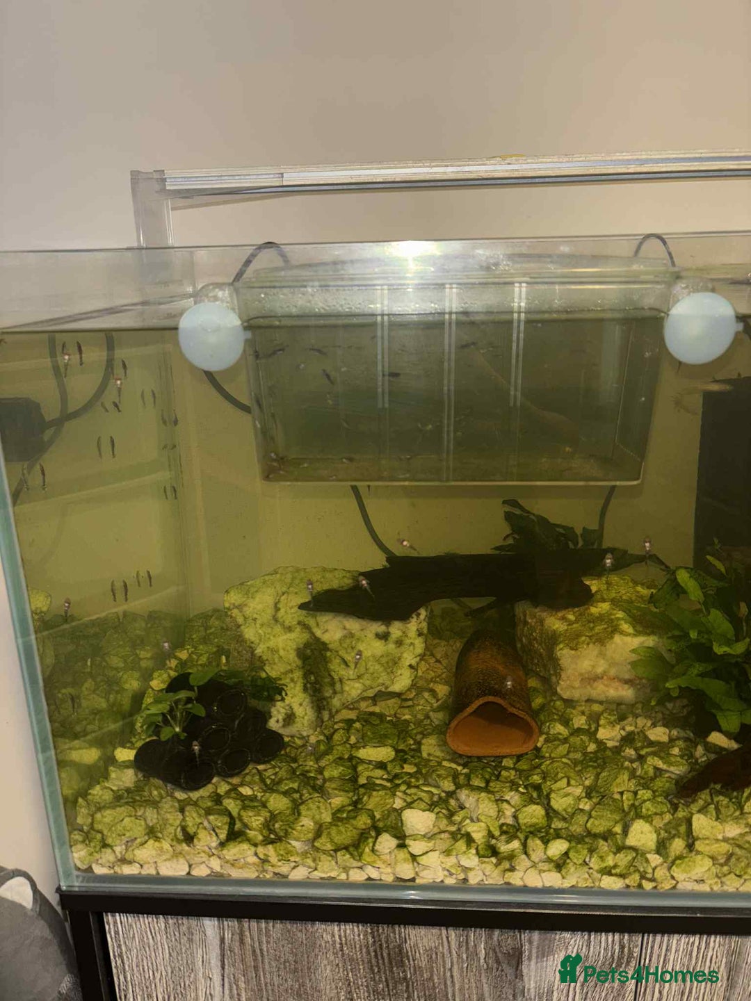 Plecos fish for sale: Bristlenose Plecos - Image 1