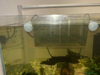 Plecos fish - Advert 4