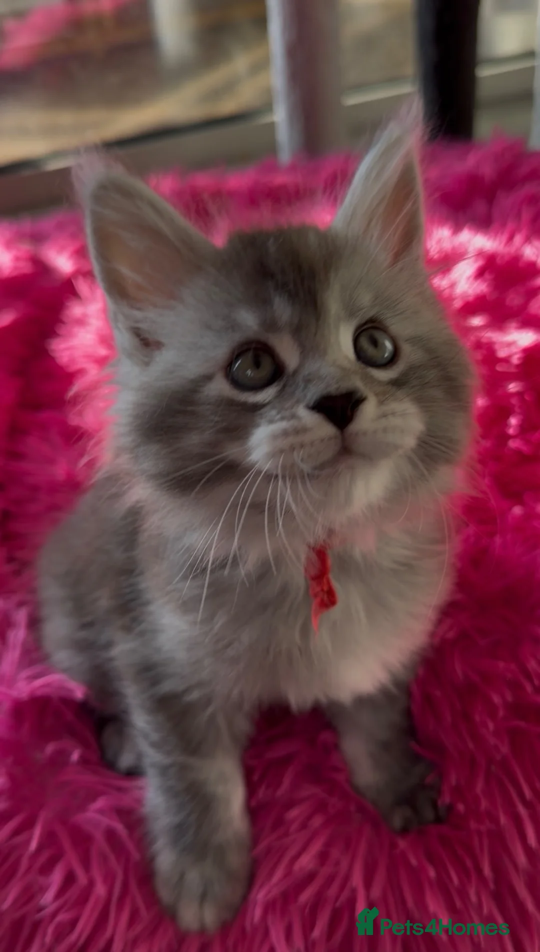 Maine Coon cats for sale: Beautiful black smoke & silver shaded Maine coons  - Advert 2