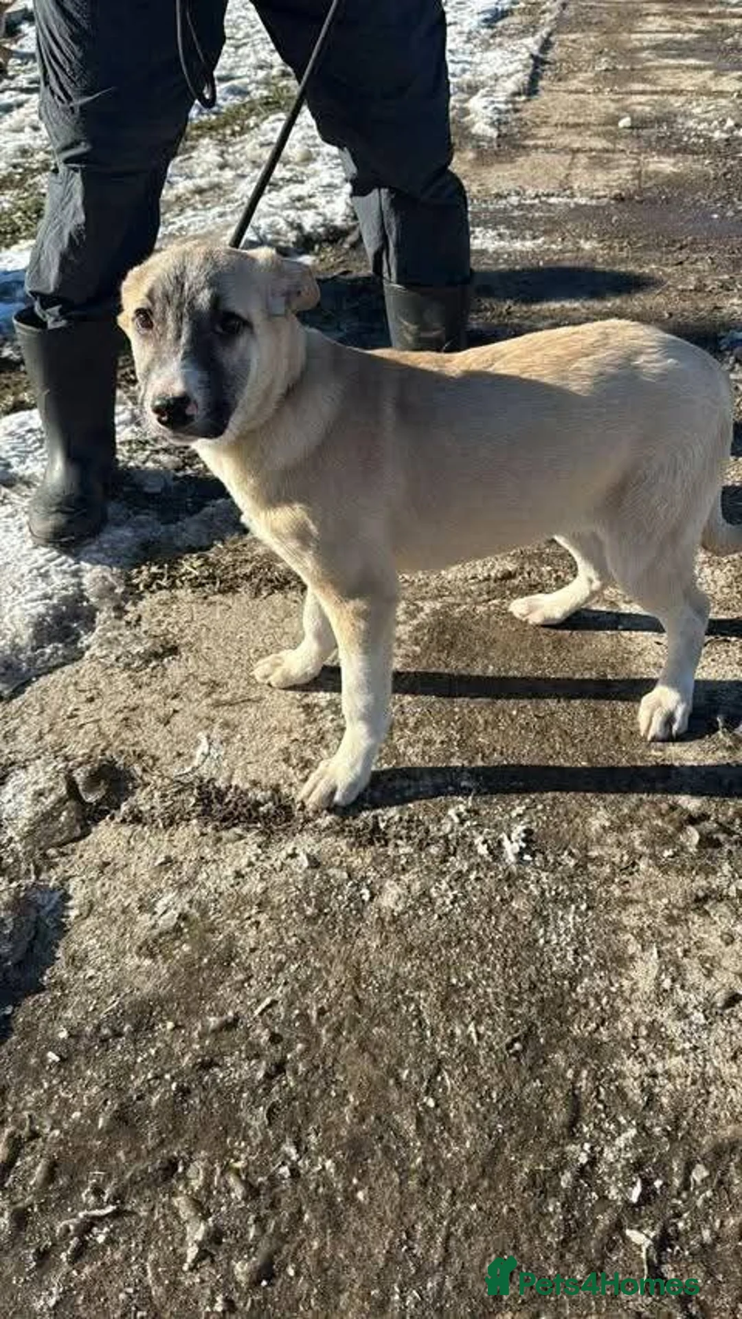 Mixed Breed dogs for adoption: Meet Oscar, currently residing in Cheshire  in Nantwich - Advert 2