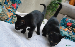 Mixed Breed cats for sale: Gorgeous Maine-Coon/Ragdoll/Bombay Mix Kittens!!! - Image 9
