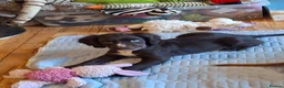 Cocker Spaniel dogs for sale: Beautiful cocker spaniel puppies  in Gloucester - Advert 9