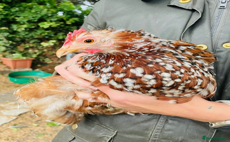 Chickens poultry - Advert 4