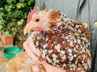 Chickens poultry - Advert 28