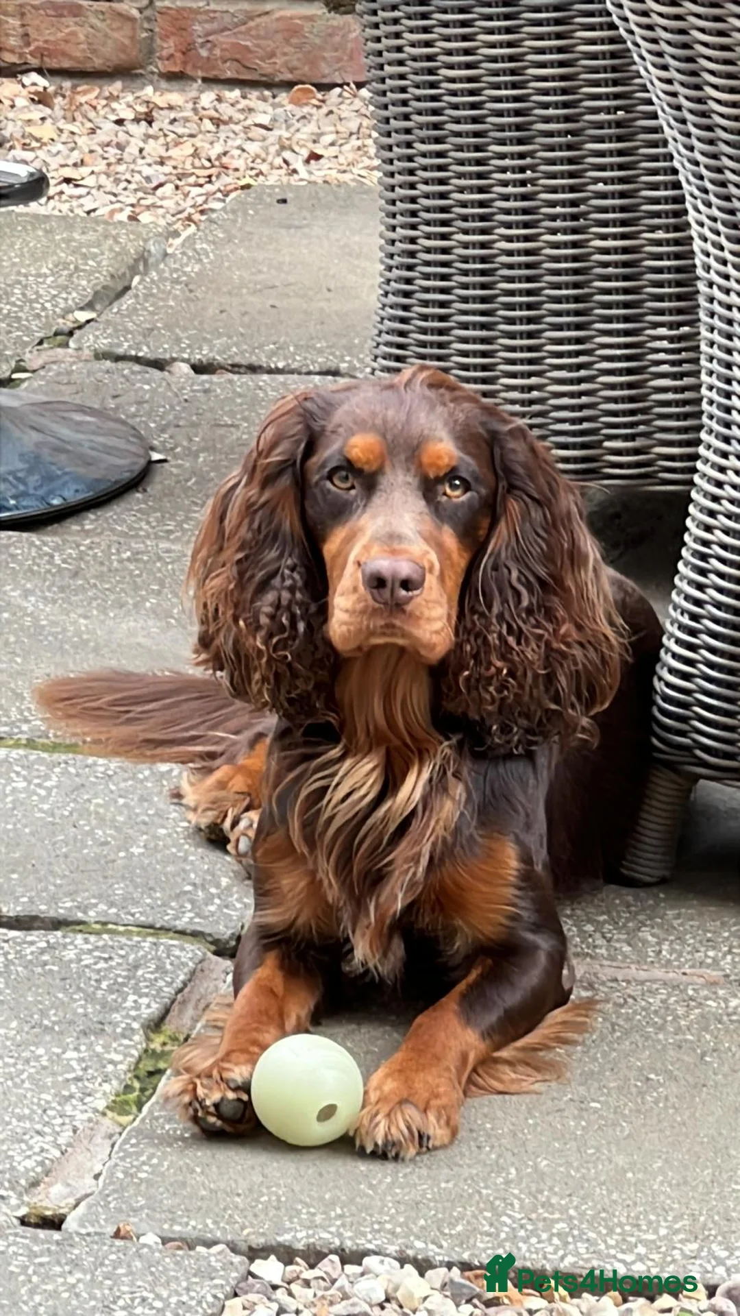 Cocker Spaniel dogs for stud: 🐾 Proven Stud - Healthy Working Cocker Spaniel 🐾 - Advert 11