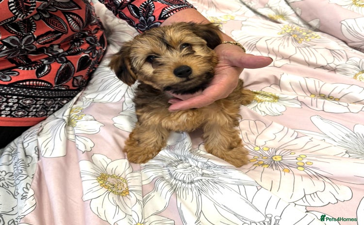 Yorkiepoo dogs - Advert 1