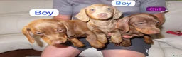 Miniature Dachshund dogs for sale: Dachshund - Advert 3