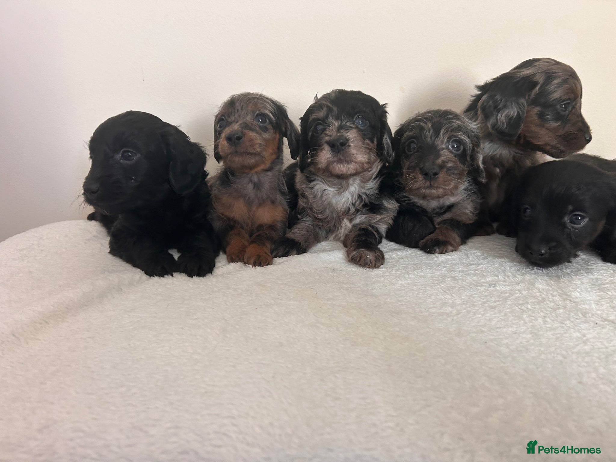 Doxiepoo dogs Doxiepoo puppies - Advert 3