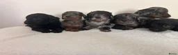 Doxiepoo dogs for sale: Doxiepoo puppies - Advert 1