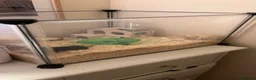Hamster rodents for sale: Hamster black  - Advert 4