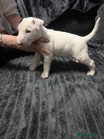 English Bull Terrier dogs KC Reg English bull terrier puppies - Advert 2