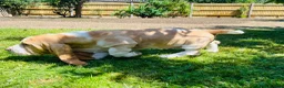 Basset Hound dogs for sale: Basset hound 13 months old - Advert 8