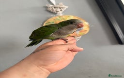 Parrots birds for sale: Hand reared baby Quaker parrots 3left ‼️ - Image 6
