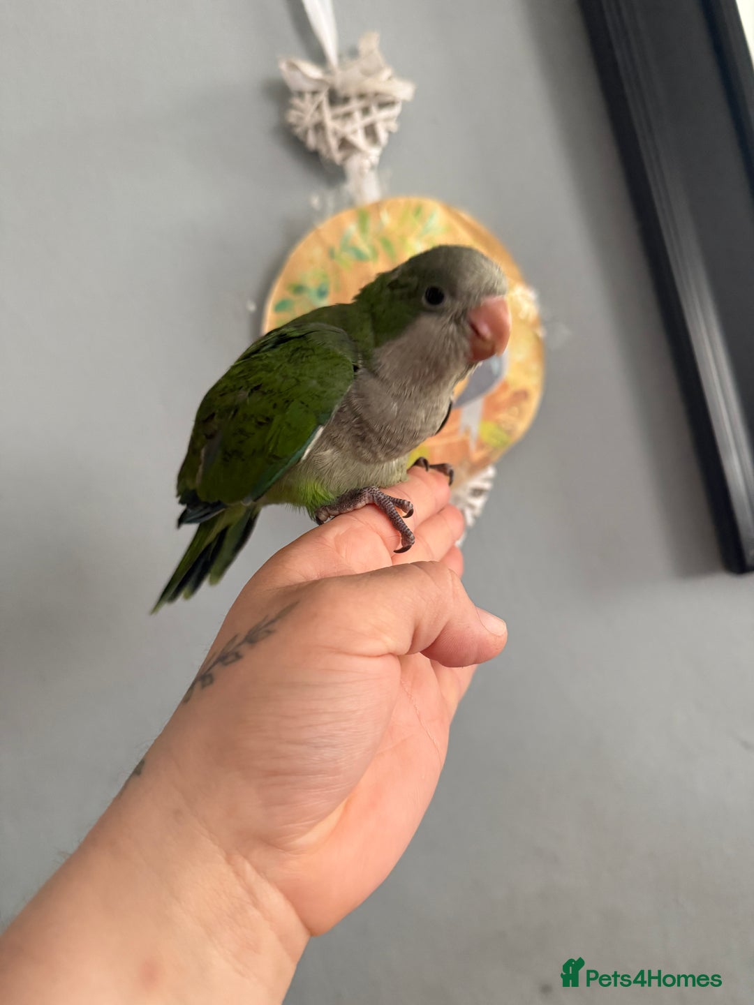 Parrots birds for sale: Hand reared baby Quaker parrots 3left ‼️ - Image 6