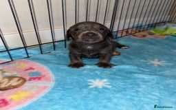 Dachshund dogs for sale: BEAUTIFUL DACHSHUND PUPPIES 🐾 - Image 12