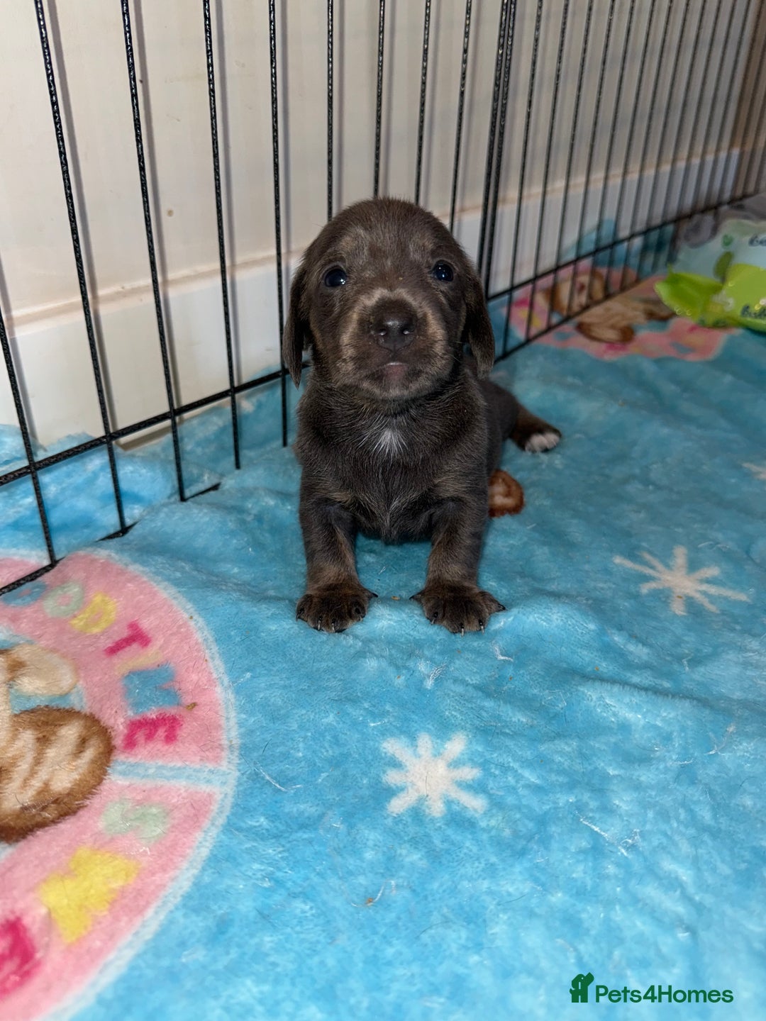 Dachshund dogs for sale: BEAUTIFUL DACHSHUND PUPPIES 🐾 - Image 12