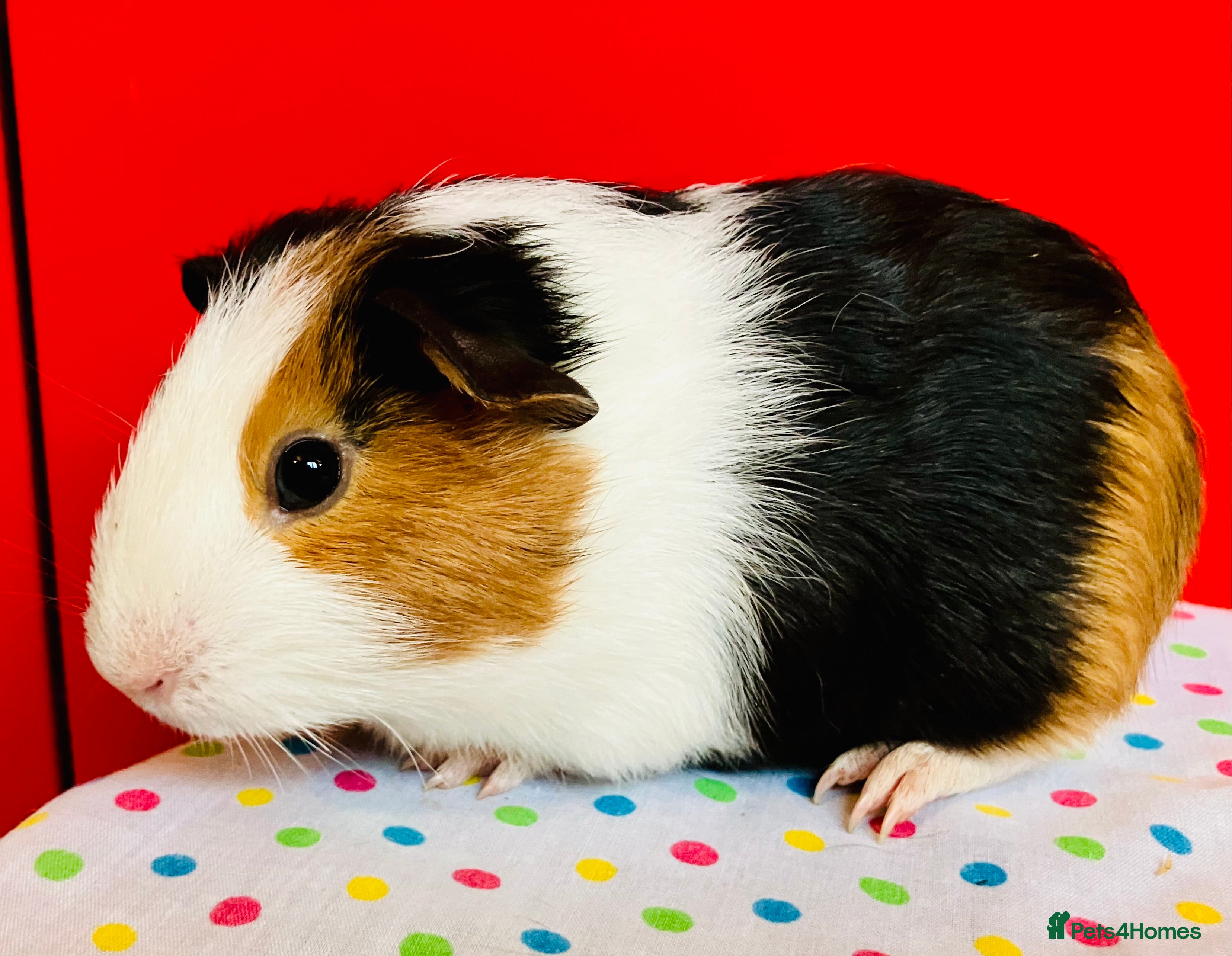 Guinea Pig rodents Baby guinea pig boar / male in Sherborne - Advert 1