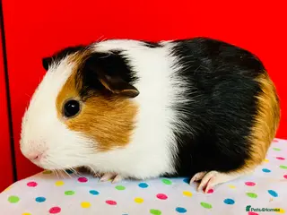 Guinea Pig rodents Baby guinea pig boar / male in Sherborne - Advert 1
