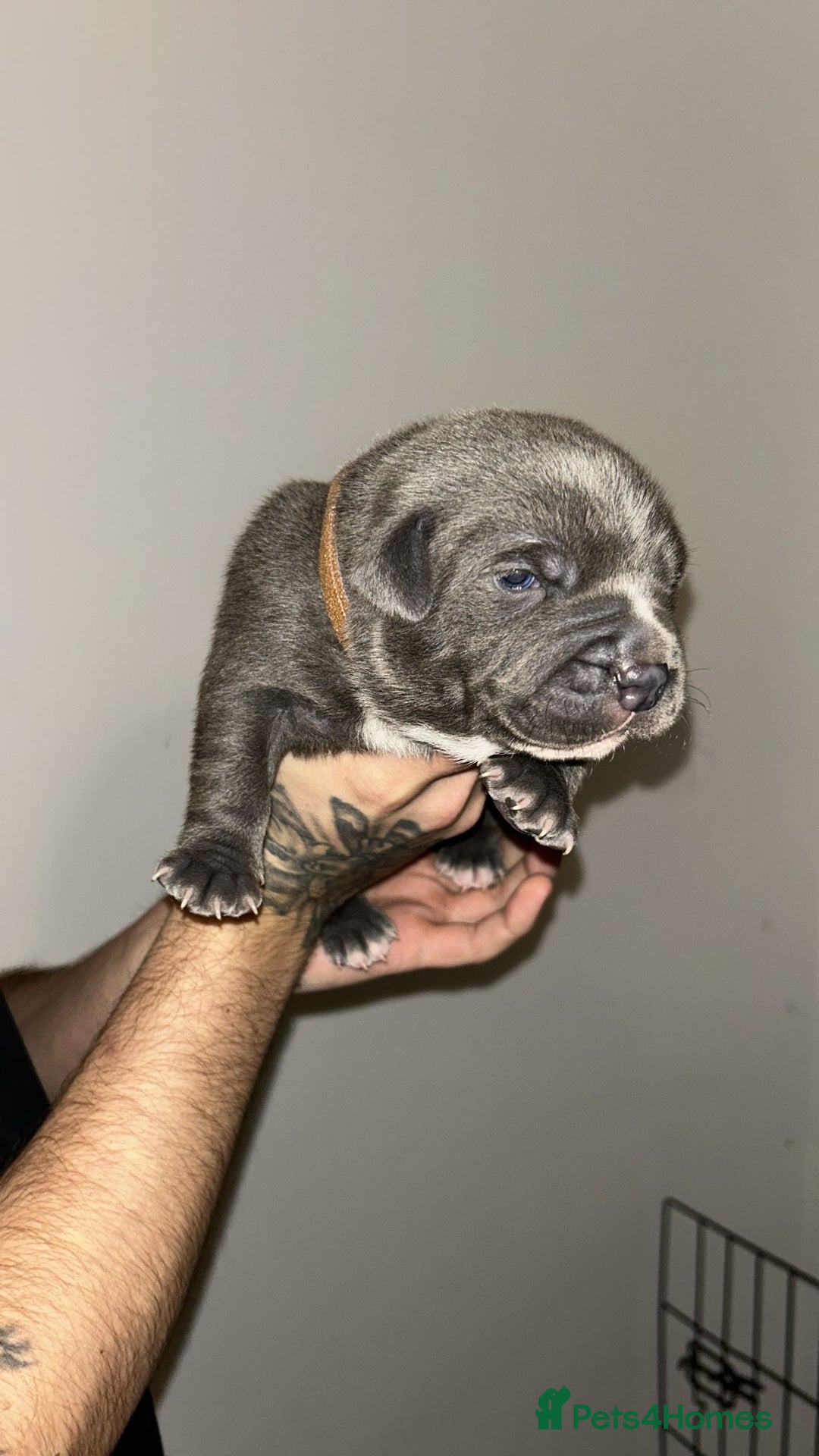 Staffordshire Bull Terrier dogs for sale: Blue staffie puppies   - Advert 7