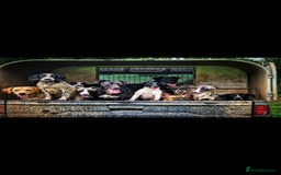 Whippet dogs for sale: Kc reg whippet litter - Image 8