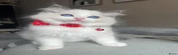 Ragdoll cats for sale: Registered Ragdoll kittens for sale - Advert 6