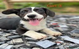 Welsh Corgi Cardigan dogs for sale: Welsh Cardigan Corgi Puppies  - Image 2