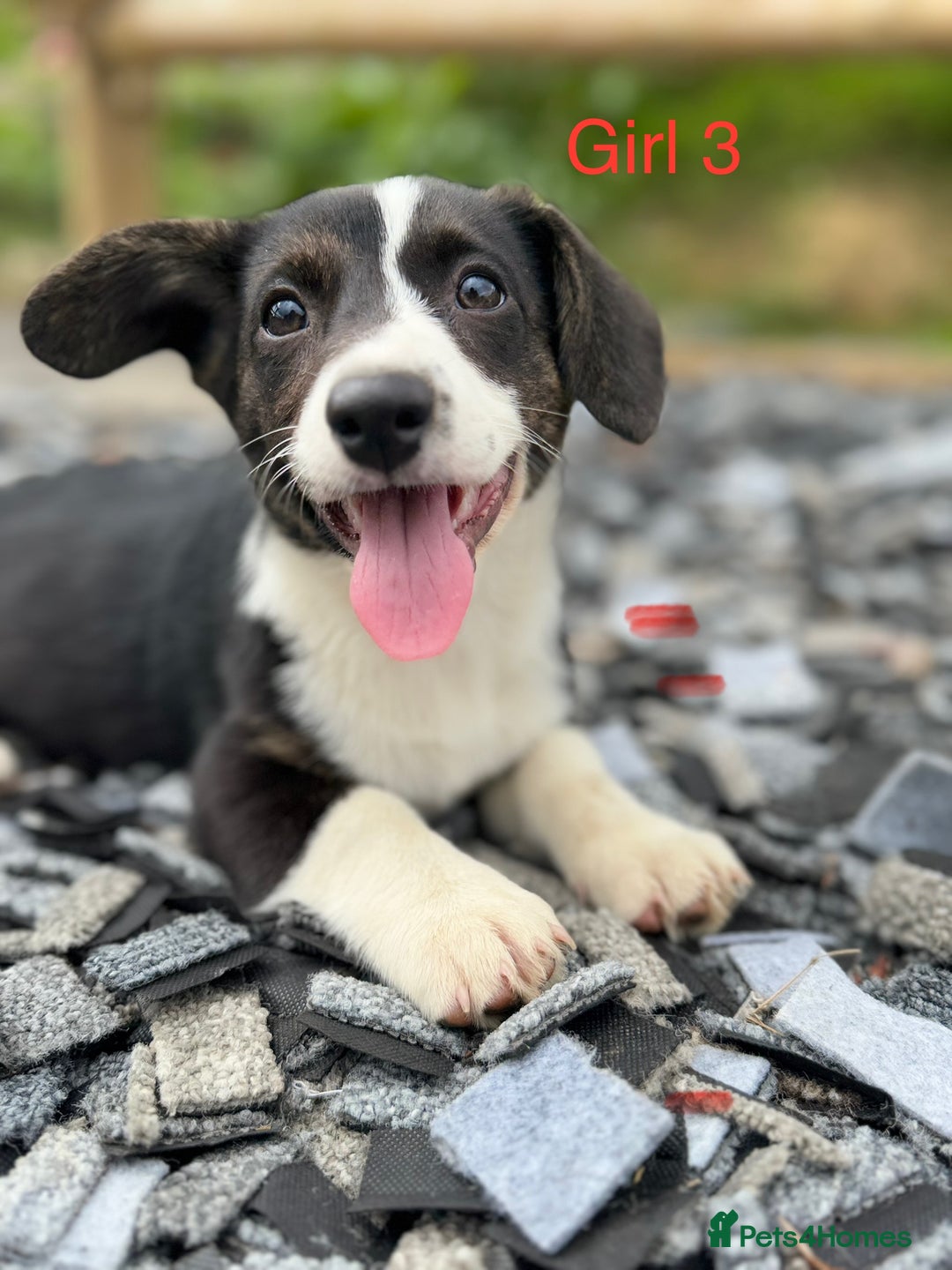 Welsh Corgi Cardigan dogs for sale: Welsh Cardigan Corgi Puppies  - Image 2