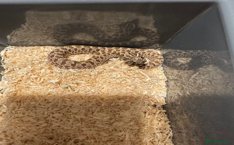 Snake reptiles - Advert 3