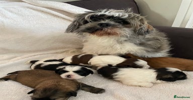 Shih Tzu dogs - Advert 13