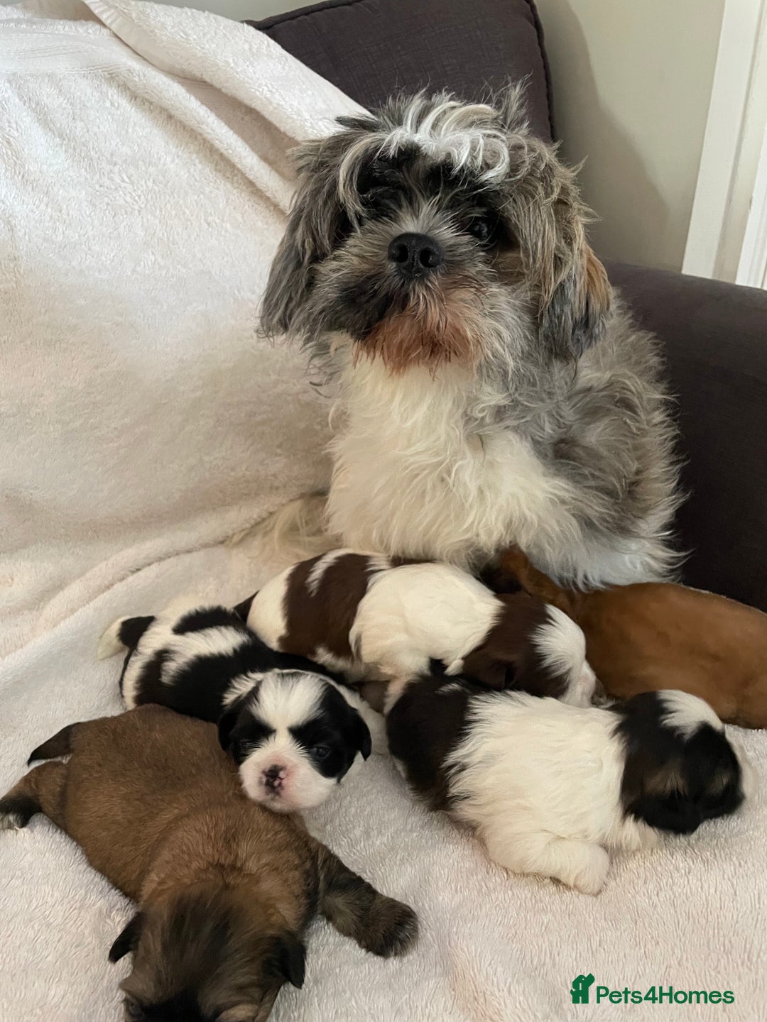 Shih Tzu dogs for sale: Adorable Imperial Shih Tzu Puppies - Image 2