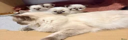 Ragdoll cats for sale: Beautiful Ragdoll Kittens - Advert 2