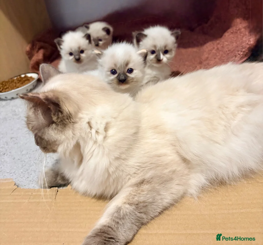Ragdoll cats for sale: Beautiful Ragdoll Kittens - Advert 2