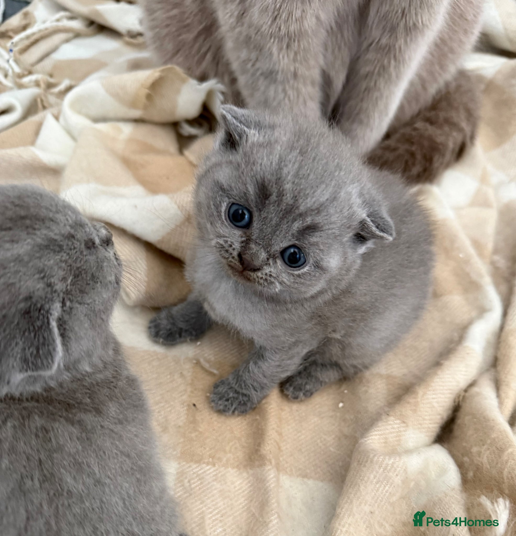 Scottish Fold cats Beautiful scottishfold/Scottish straight kittens🥰 - Advert 2