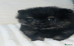 Pomeranian dogs for sale: Adorable Mini Pomeranian Puppies - Image 4