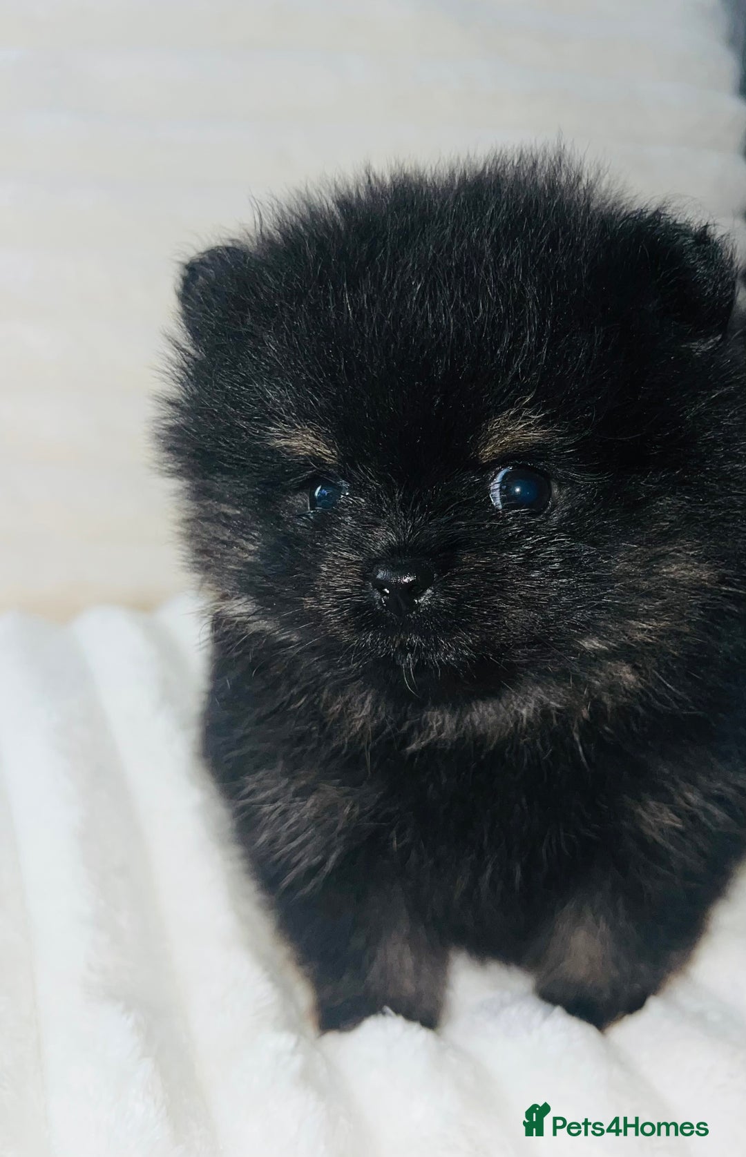Pomeranian dogs for sale: Adorable Mini Pomeranian Puppies - Image 4