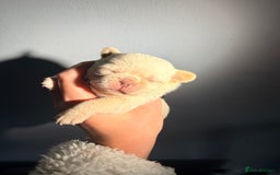 Chihuahua dogs for sale: 💖 Esquire litter of chihuahua puppies 💖 - Advert 10