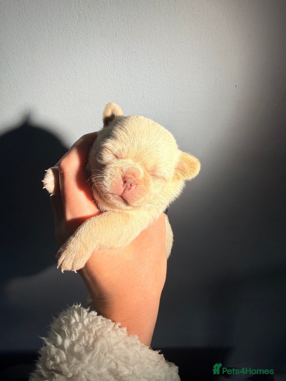 Chihuahua dogs for sale: 💖 Esquire litter of chihuahua puppies 💖 - Advert 10