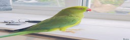 Ringnecks birds for sale: Indian ring neck parrots for sale 🦜❤️ - Advert 8