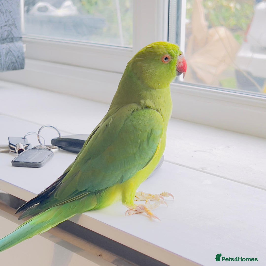 Ringnecks birds for sale: Indian ring neck parrots for sale 🦜❤️ - Advert 8
