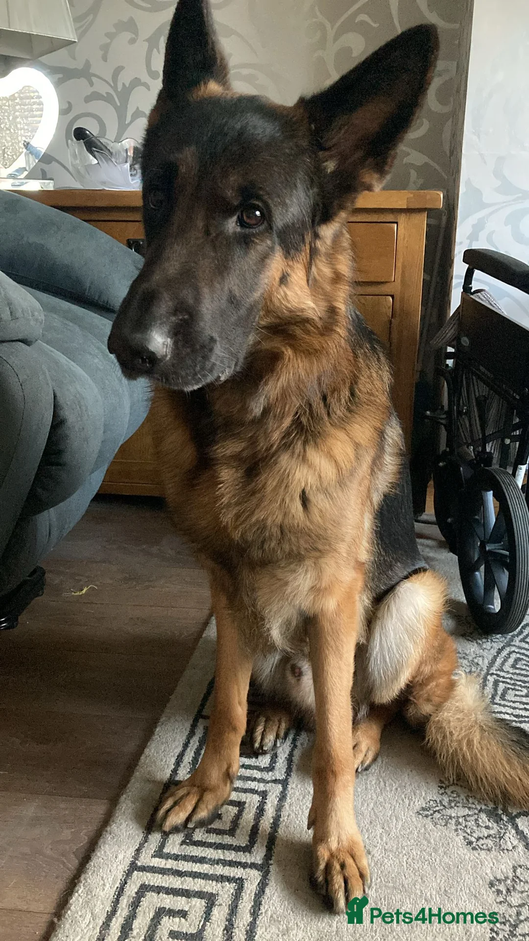 German Shepherd dogs for sale: 3 year old German shepherd  - Advert 1