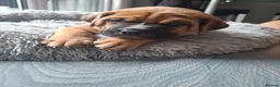 Mixed Breed dogs for sale: Muscle mastiff puppies  - Advert 10