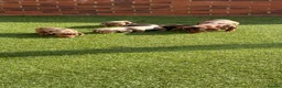 Miniature Dachshund dogs for sale: Miniature dachshunds  - Advert 11