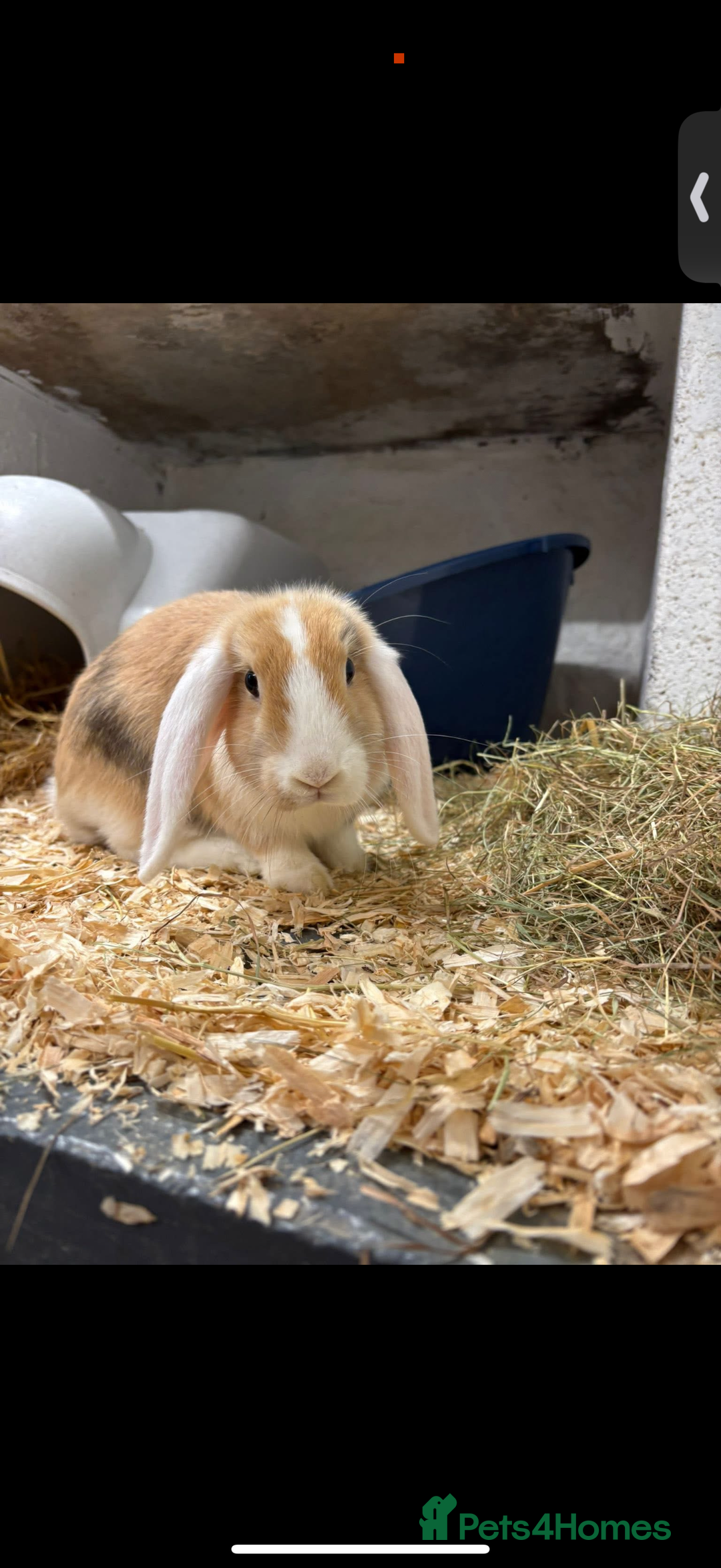 Mixed Breed rabbits for sale: 2 Female Rabbits for sale- Honey and Bunny - Advert 2