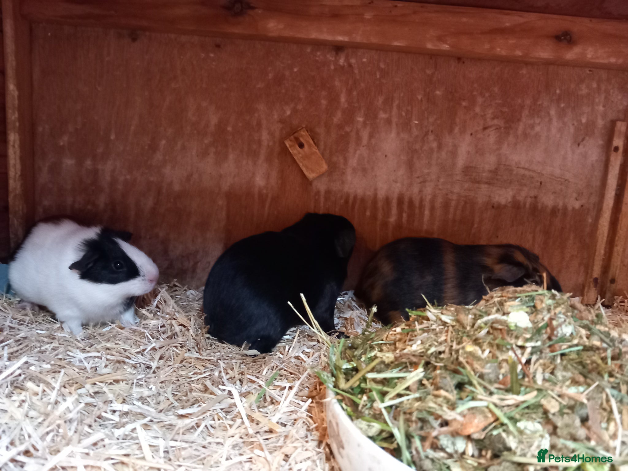 Guinea Pig rodents Baby guinea pigs for sale  - Advert 2