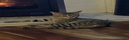 Savannah cats for sale: F2 Savannah  - Advert 4