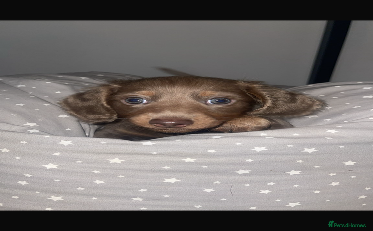 Miniature Dachshund dogs Long haired Isabella and tan miniature dachshund  - Advert 10