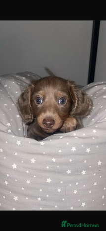 Miniature Dachshund dogs Long haired Isabella and tan miniature dachshund - Advert 10