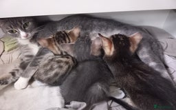 Bengal cats for sale: BENGAL Cross Kittens ♡ BLUE | READY NOW - Image 9