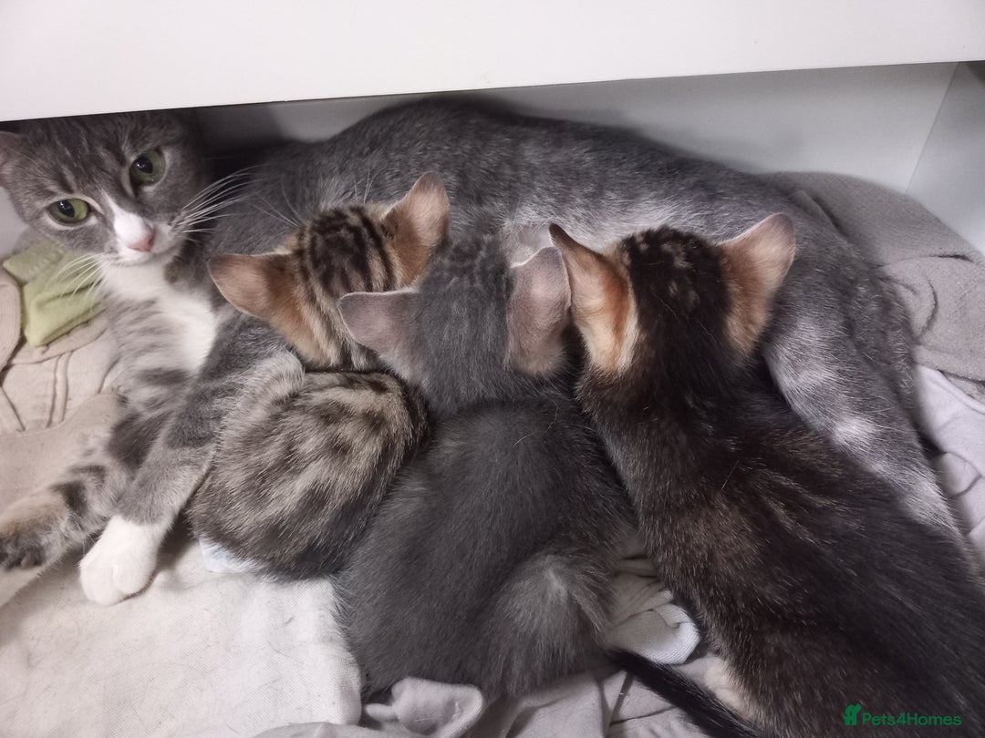Bengal cats for sale: BENGAL Cross Kittens ♡ BLUE | READY NOW - Image 9